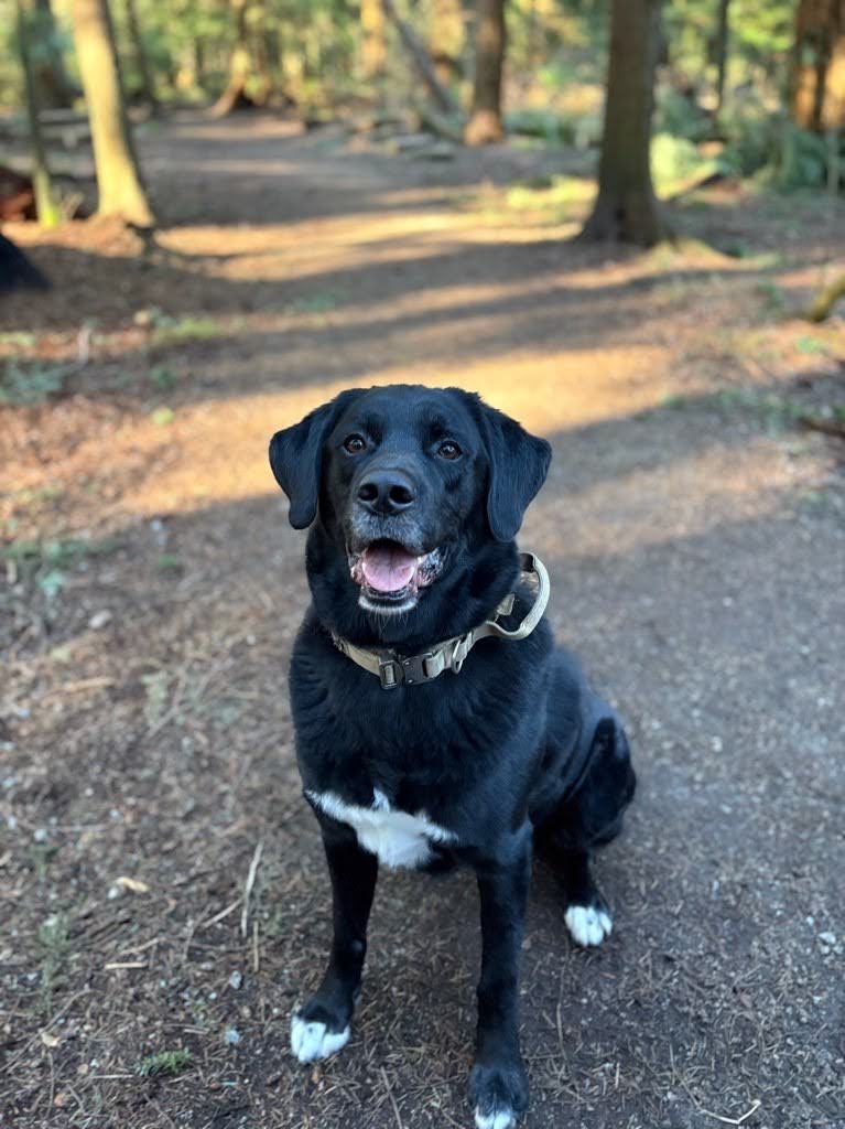 Gatts, a black Labrador/Husky mix with a white chest patch, sitting happily on a forest trail